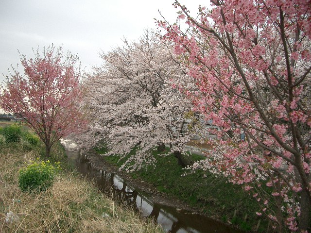 桜、桃