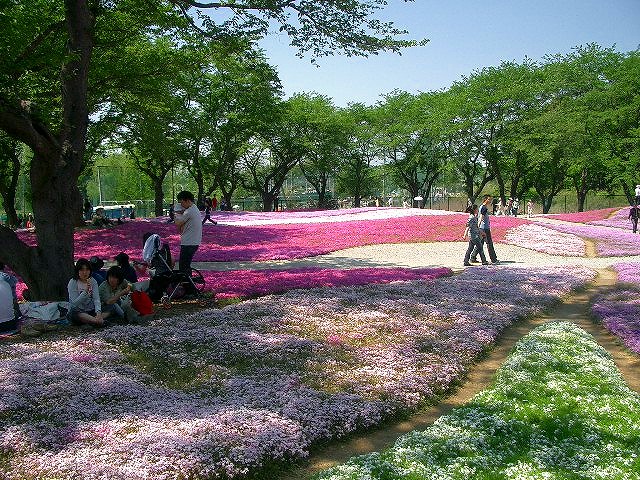 館林しばさくら 012.jpg