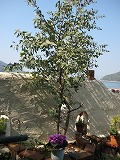 s-IMG_3083.jpg