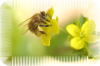 bee3