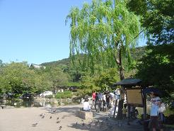 ＜円山公園＞はと.JPG