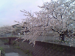 4-12-川沿いの桜.jpg