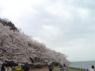 4-19-海津大崎の桜.JPG