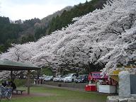 4-19-海津大崎の桜.JPG