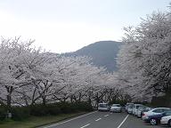 4-19-海津大崎の桜-4.JPG