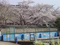 4-9-小学校-プール.JPG