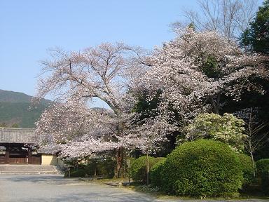 随心院-2.JPG