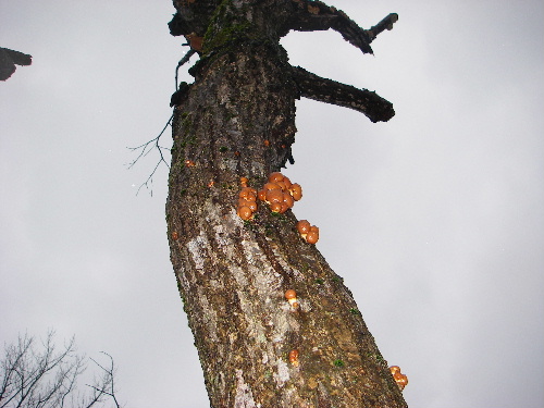 IMGP0106.JPG