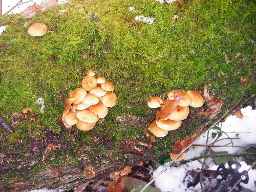 IMGP0126.JPG