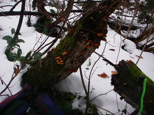 IMGP0129.JPG