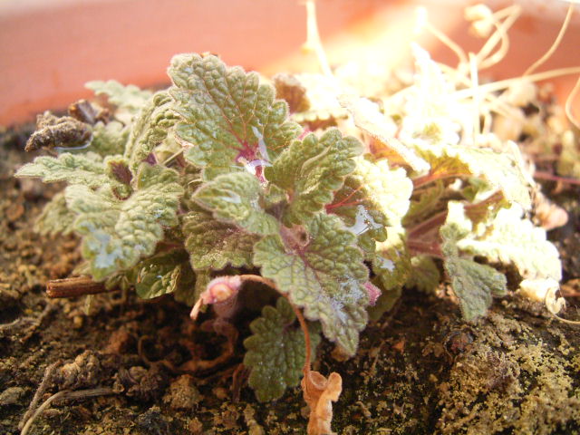 20060303-4
