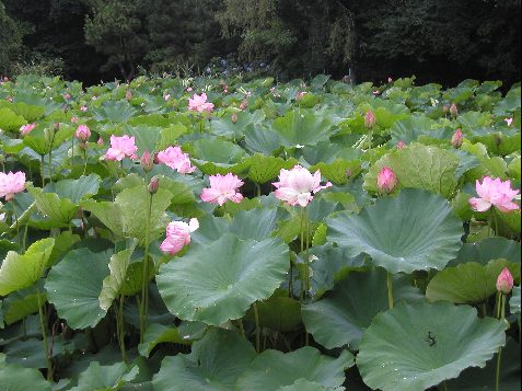 三渓園はす