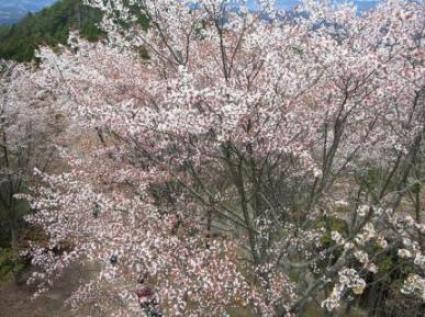 吉野の桜2.JPG