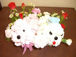 カーネーション・プードル