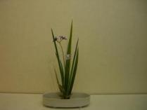 日本のフラワーM