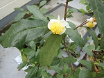 IMG_0368s.jpg