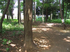 自然の森２.jpg
