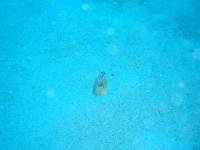 ミナミホタテウミヘビ(小)