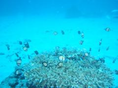 サンゴとお魚(小)