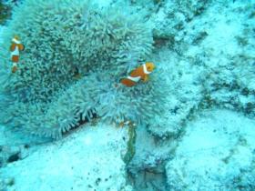 カクレクマノミ(小)