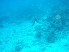 マダラトビエイ(小)