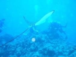 マダラトビエイ１(小)