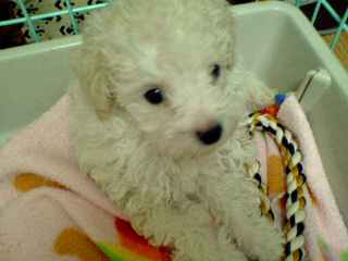 ももあかちゃん２