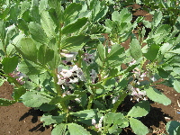 そら豆の花.jpg