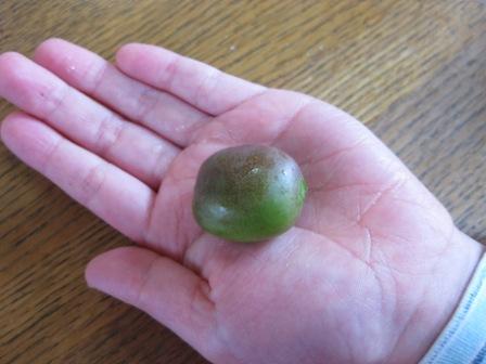 ベビーキウイ比較