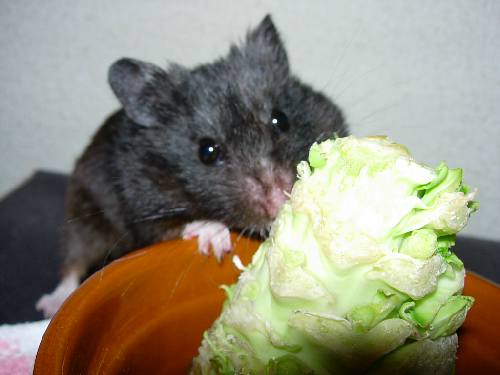 キャベツ1.jpg