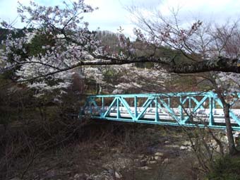 鉄橋と桜
