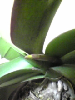 大型名無しのコチョウ蘭