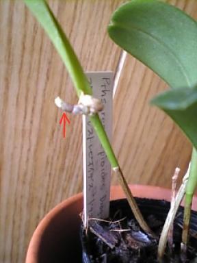 プレウロタリスの変化