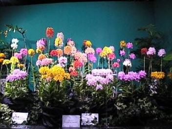 ２００９フラワードームエピデンドラムの世界.jpg
