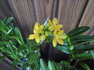 エピデン月のウサギ