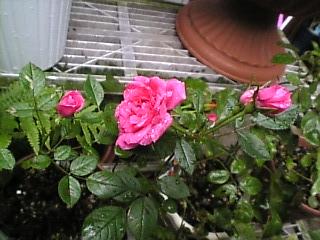 中輪バラローズフォーエバー