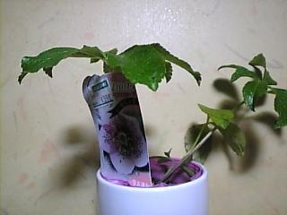 ルーセンピンク