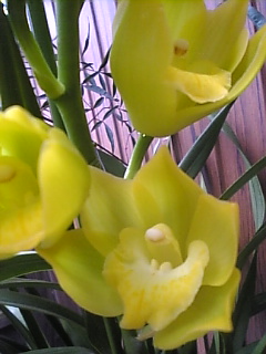 シンビ・カリオカ