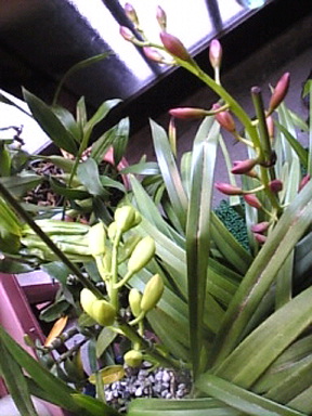 エンザンスカイとサザナミ