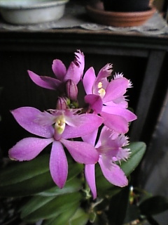 エピデン・ももこ