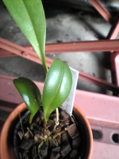 プレウロタリス