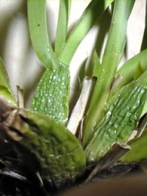 ジョージマクホンのその後