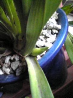 エンザンスカイ・プレアデス