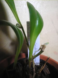 プレウロタリス