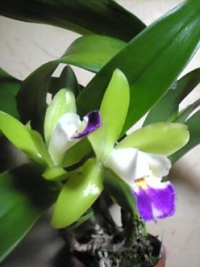 ネットラシリ・ファイングリーン