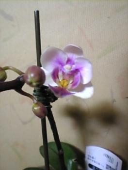 ミニミニ胡蝶蘭