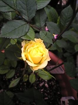 ミニバラアンテーブ