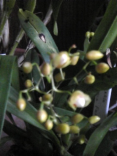 フレグランスファンタジー開花