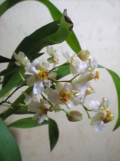 フレグランスファンタジー