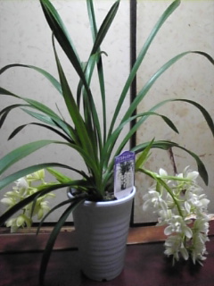 アイスキャスケード